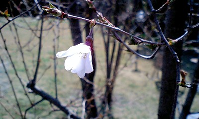 桜２.jpg